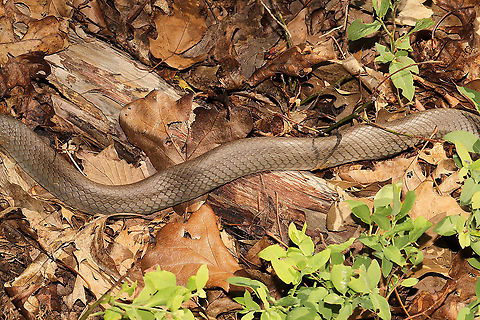 Molting Northern Black Racer (Coluber constrictor constrictor) In my Vaccinium pallidum patch at a forest edge. Obviously preparing for a molt. 
https://www.jungledragon.com/image/114290/molting_northern_black_racer_coluber_constrictor_constrictor.html
https://www.jungledragon.com/image/114289/molting_northern_black_racer_coluber_constrictor_constrictor.html Coluber constrictor constrictor,Geotagged,Northern Black Racer,Spring,United States