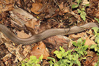 Molting Northern Black Racer (Coluber constrictor constrictor) In my Vaccinium pallidum patch at a forest edge. Obviously preparing for a molt. <br />
https://www.jungledragon.com/image/114290/molting_northern_black_racer_coluber_constrictor_constrictor.html<br />
https://www.jungledragon.com/image/114289/molting_northern_black_racer_coluber_constrictor_constrictor.html Coluber constrictor constrictor,Geotagged,Northern Black Racer,Spring,United States