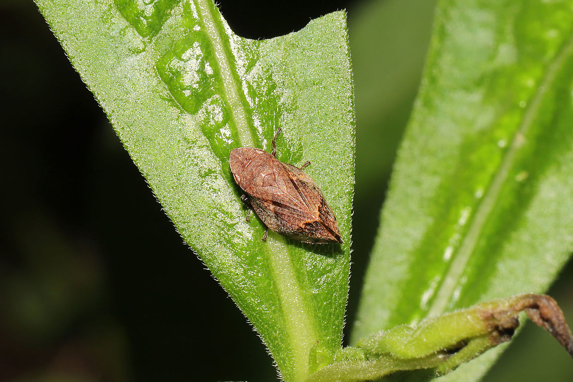 Diamondback Spittlebug (Lepyronia quadrangularis) At a meadowy forest edge.<br />
 Geotagged,Lepyronia quadrangularis,Spring,United States