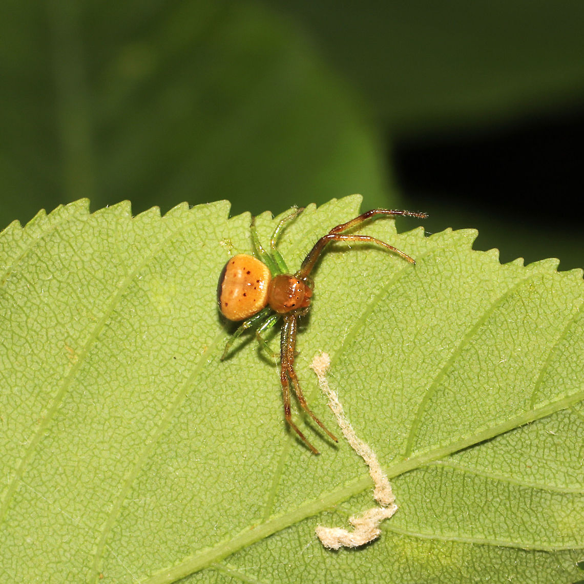Black-banded Crab Spider (Synema parvulum) At a mixed forest edge.<br />
<figure class="photo"><a href="https://www.jungledragon.com/image/114364/black-banded_crab_spider_synema_parvulum.html" title="Black-banded Crab Spider (Synema parvulum)"><img src="https://s3.amazonaws.com/media.jungledragon.com/images/3231/114364_thumb.jpg?AWSAccessKeyId=05GMT0V3GWVNE7GGM1R2&Expires=1767225610&Signature=v8yQt5Q3C69FbejDjUSkpX9vjz4%3D" width="200" height="134" alt="Black-banded Crab Spider (Synema parvulum) At a mixed forest edge.<br />
https://www.jungledragon.com/image/114363/black-banded_crab_spider_synema_parvulum.html Geotagged,Spring,Synema parvulum,United States" /></a></figure> Geotagged,Spring,Synema parvulum,United States