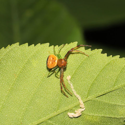 Black-banded Crab Spider