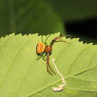 Black-banded Crab Spider (Synema parvulum) At a mixed forest edge.<br />
https://www.jungledragon.com/image/114364/black-banded_crab_spider_synema_parvulum.html Geotagged,Spring,Synema parvulum,United States