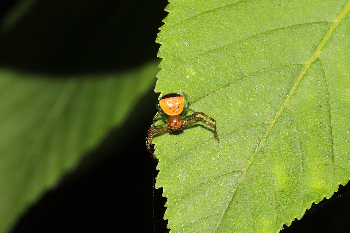 Black-banded Crab Spider (Synema parvulum) At a mixed forest edge.<br />
<figure class="photo"><a href="https://www.jungledragon.com/image/114363/black-banded_crab_spider_synema_parvulum.html" title="Black-banded Crab Spider (Synema parvulum)"><img src="https://s3.amazonaws.com/media.jungledragon.com/images/3231/114363_thumb.jpg?AWSAccessKeyId=05GMT0V3GWVNE7GGM1R2&Expires=1767225610&Signature=OgcHMAkfilzlaNtFLiov1waCesU%3D" width="200" height="200" alt="Black-banded Crab Spider (Synema parvulum) At a mixed forest edge.<br />
https://www.jungledragon.com/image/114364/black-banded_crab_spider_synema_parvulum.html Geotagged,Spring,Synema parvulum,United States" /></a></figure> Geotagged,Spring,Synema parvulum,United States