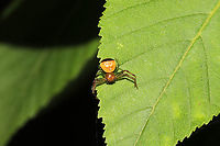 Black-banded Crab Spider (Synema parvulum) At a mixed forest edge.<br />
https://www.jungledragon.com/image/114363/black-banded_crab_spider_synema_parvulum.html Geotagged,Spring,Synema parvulum,United States