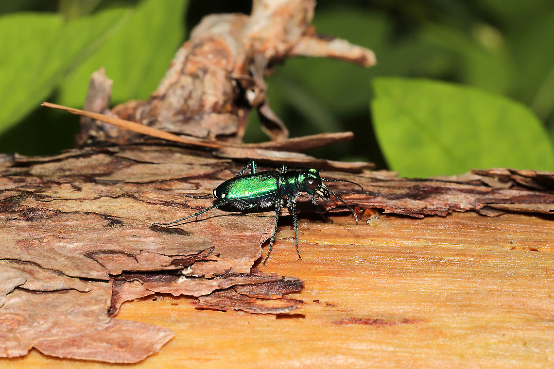 Six-spotted Tiger Beetle (Cicindela sexguttata) At a mixed forest edge.<br />
 Cicindela sexguttata,Geotagged,Six-spotted Tiger Beetle,Spring,United States