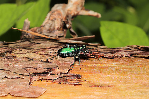 Six-spotted Tiger Beetle (Cicindela sexguttata) At a mixed forest edge.
 Cicindela sexguttata,Geotagged,Six-spotted Tiger Beetle,Spring,United States