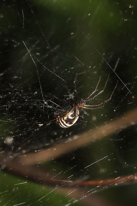 Bowl-and-doily Spider (Frontinella pyramitela) At a meadowy forest edge.<br />
<figure class="photo"><a href="https://www.jungledragon.com/image/114395/bowl-and-doily_spider_frontinella_pyramitela.html" title="Bowl-and-doily Spider (Frontinella pyramitela)"><img src="https://s3.amazonaws.com/media.jungledragon.com/images/3231/114395_thumb.jpg?AWSAccessKeyId=05GMT0V3GWVNE7GGM1R2&Expires=1759968010&Signature=v37yBRqWh%2BVB%2B%2Fui3apGe9u5UWU%3D" width="102" height="152" alt="Bowl-and-doily Spider (Frontinella pyramitela) Interesting web structure (with petals and leaf matter incorporated). At a meadowy forest edge. <br />
https://www.jungledragon.com/image/114394/bowl-and-doily_spider_frontinella_pyramitela.html<br />
https://www.jungledragon.com/image/114393/bowl-and-doily_spider_frontinella_pyramitela.html Bowl and doily spider,Frontinella pyramitela,Geotagged,Spring,United States" /></a></figure><br />
<figure class="photo"><a href="https://www.jungledragon.com/image/114394/bowl-and-doily_spider_frontinella_pyramitela_web.html" title="Bowl-and-doily Spider (Frontinella pyramitela) Web"><img src="https://s3.amazonaws.com/media.jungledragon.com/images/3231/114394_thumb.jpg?AWSAccessKeyId=05GMT0V3GWVNE7GGM1R2&Expires=1759968010&Signature=Vc4Rm%2FaIkClMoKo9nc8cH7kBwNM%3D" width="102" height="152" alt="Bowl-and-doily Spider (Frontinella pyramitela) Web Interesting web structure (with petals and leaf matter incorporated). At a meadowy forest edge.<br />
https://www.jungledragon.com/image/114395/bowl-and-doily_spider_frontinella_pyramitela.html<br />
https://www.jungledragon.com/image/114393/bowl-and-doily_spider_frontinella_pyramitela.html Bowl and doily spider,Frontinella pyramitela,Geotagged,Spring,United States" /></a></figure><br />
 Bowl and doily spider,Frontinella pyramitela,Geotagged,Spring,United States