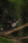Bowl-and-doily Spider (Frontinella pyramitela) At a meadowy forest edge.<br />
https://www.jungledragon.com/image/114395/bowl-and-doily_spider_frontinella_pyramitela.html<br />
https://www.jungledragon.com/image/114394/bowl-and-doily_spider_frontinella_pyramitela.html<br />
 Bowl and doily spider,Frontinella pyramitela,Geotagged,Spring,United States