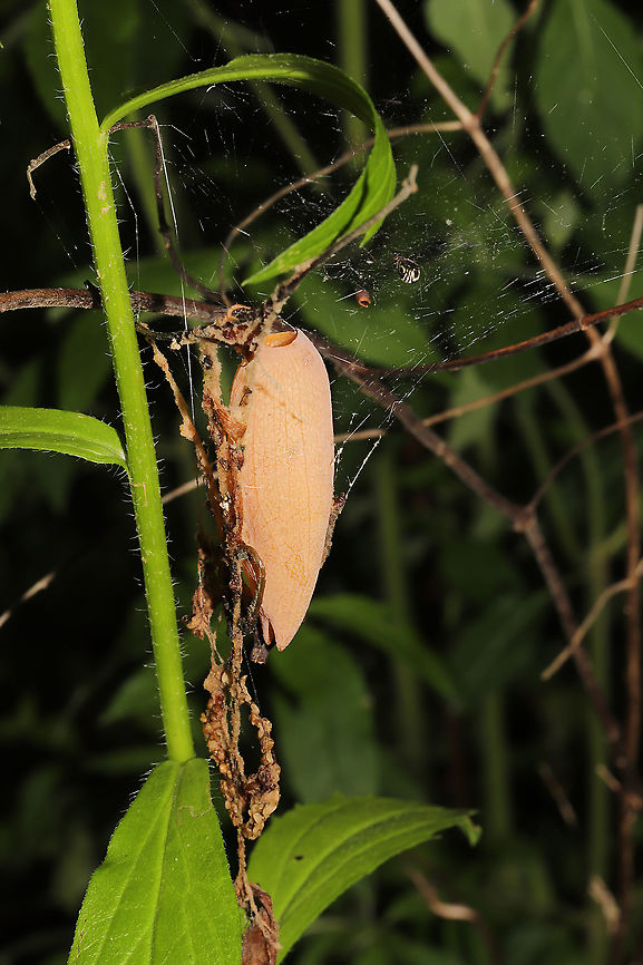 Bowl-and-doily Spider (Frontinella pyramitela) Web Interesting web structure (with petals and leaf matter incorporated). At a meadowy forest edge.<br />
<figure class="photo"><a href="https://www.jungledragon.com/image/114395/bowl-and-doily_spider_frontinella_pyramitela.html" title="Bowl-and-doily Spider (Frontinella pyramitela)"><img src="https://s3.amazonaws.com/media.jungledragon.com/images/3231/114395_thumb.jpg?AWSAccessKeyId=05GMT0V3GWVNE7GGM1R2&Expires=1759968010&Signature=v37yBRqWh%2BVB%2B%2Fui3apGe9u5UWU%3D" width="102" height="152" alt="Bowl-and-doily Spider (Frontinella pyramitela) Interesting web structure (with petals and leaf matter incorporated). At a meadowy forest edge. <br />
https://www.jungledragon.com/image/114394/bowl-and-doily_spider_frontinella_pyramitela.html<br />
https://www.jungledragon.com/image/114393/bowl-and-doily_spider_frontinella_pyramitela.html Bowl and doily spider,Frontinella pyramitela,Geotagged,Spring,United States" /></a></figure><br />
<figure class="photo"><a href="https://www.jungledragon.com/image/114393/bowl-and-doily_spider_frontinella_pyramitela.html" title="Bowl-and-doily Spider (Frontinella pyramitela)"><img src="https://s3.amazonaws.com/media.jungledragon.com/images/3231/114393_thumb.jpg?AWSAccessKeyId=05GMT0V3GWVNE7GGM1R2&Expires=1759968010&Signature=MGx7di6ip%2B7KsdlcS8VjLLBzJQk%3D" width="102" height="152" alt="Bowl-and-doily Spider (Frontinella pyramitela) At a meadowy forest edge.<br />
https://www.jungledragon.com/image/114395/bowl-and-doily_spider_frontinella_pyramitela.html<br />
https://www.jungledragon.com/image/114394/bowl-and-doily_spider_frontinella_pyramitela.html<br />
 Bowl and doily spider,Frontinella pyramitela,Geotagged,Spring,United States" /></a></figure> Bowl and doily spider,Frontinella pyramitela,Geotagged,Spring,United States