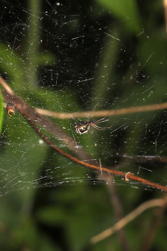 Bowl-and-doily Spider (Frontinella pyramitela) Interesting web structure (with petals and leaf matter incorporated). At a meadowy forest edge. <br />
<figure class="photo"><a href="https://www.jungledragon.com/image/114394/bowl-and-doily_spider_frontinella_pyramitela_web.html" title="Bowl-and-doily Spider (Frontinella pyramitela) Web"><img src="https://s3.amazonaws.com/media.jungledragon.com/images/3231/114394_thumb.jpg?AWSAccessKeyId=05GMT0V3GWVNE7GGM1R2&Expires=1759968010&Signature=Vc4Rm%2FaIkClMoKo9nc8cH7kBwNM%3D" width="102" height="152" alt="Bowl-and-doily Spider (Frontinella pyramitela) Web Interesting web structure (with petals and leaf matter incorporated). At a meadowy forest edge.<br />
https://www.jungledragon.com/image/114395/bowl-and-doily_spider_frontinella_pyramitela.html<br />
https://www.jungledragon.com/image/114393/bowl-and-doily_spider_frontinella_pyramitela.html Bowl and doily spider,Frontinella pyramitela,Geotagged,Spring,United States" /></a></figure><br />
<figure class="photo"><a href="https://www.jungledragon.com/image/114393/bowl-and-doily_spider_frontinella_pyramitela.html" title="Bowl-and-doily Spider (Frontinella pyramitela)"><img src="https://s3.amazonaws.com/media.jungledragon.com/images/3231/114393_thumb.jpg?AWSAccessKeyId=05GMT0V3GWVNE7GGM1R2&Expires=1759968010&Signature=MGx7di6ip%2B7KsdlcS8VjLLBzJQk%3D" width="102" height="152" alt="Bowl-and-doily Spider (Frontinella pyramitela) At a meadowy forest edge.<br />
https://www.jungledragon.com/image/114395/bowl-and-doily_spider_frontinella_pyramitela.html<br />
https://www.jungledragon.com/image/114394/bowl-and-doily_spider_frontinella_pyramitela.html<br />
 Bowl and doily spider,Frontinella pyramitela,Geotagged,Spring,United States" /></a></figure> Bowl and doily spider,Frontinella pyramitela,Geotagged,Spring,United States