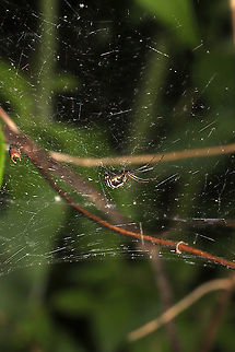 Bowl-and-doily Spider (Frontinella pyramitela) Interesting web structure (with petals and leaf matter incorporated). At a meadowy forest edge. 
https://www.jungledragon.com/image/114394/bowl-and-doily_spider_frontinella_pyramitela.html
https://www.jungledragon.com/image/114393/bowl-and-doily_spider_frontinella_pyramitela.html Bowl and doily spider,Frontinella pyramitela,Geotagged,Spring,United States