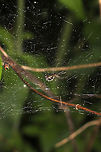 Bowl-and-doily Spider (Frontinella pyramitela) Interesting web structure (with petals and leaf matter incorporated). At a meadowy forest edge. <br />
https://www.jungledragon.com/image/114394/bowl-and-doily_spider_frontinella_pyramitela.html<br />
https://www.jungledragon.com/image/114393/bowl-and-doily_spider_frontinella_pyramitela.html Bowl and doily spider,Frontinella pyramitela,Geotagged,Spring,United States