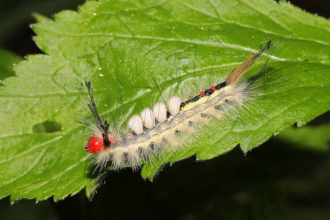 White-marked Tussock Moth Larva (Orgyia leucostigma) At a meadowy forest edge<br />
 Geotagged,Orgyia leucostigma,Spring,United States,White-marked tussock moth