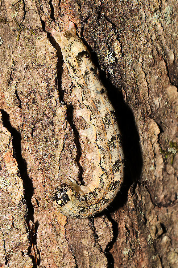 Common Oak Moth Larva (Phoberia atomaris) On the bark of a(n) oak tree on a woodland trail. Jason and I barely noticed it! Great camouflage! Common oak moth,Geotagged,Phoberia atomaris,Spring,United States