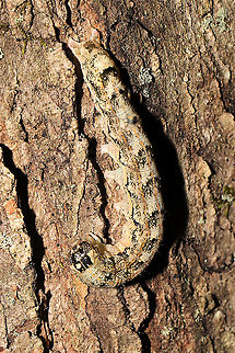 Common Oak Moth Larva (Phoberia atomaris) On the bark of a(n) oak tree on a woodland trail. Jason and I barely noticed it! Great camouflage! Common oak moth,Geotagged,Phoberia atomaris,Spring,United States