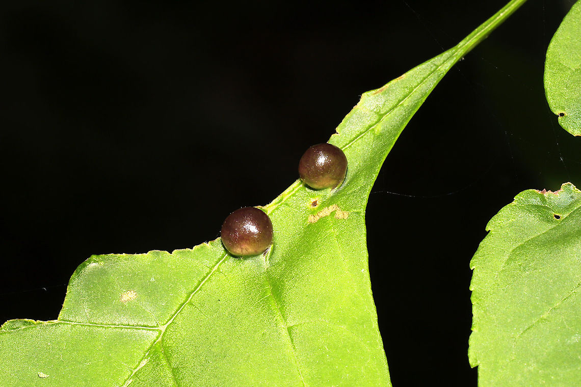 Ash Bullet Gall Midge (Dasineura pellex) On an ash sapling at a mixed forest edge.<br />
 Dasineura pellex,Geotagged,Spring,United States