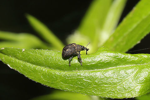 Tulip Tree Leafminer (Odontopus calceatus) At a meadowy mixed forest edge.
 Geotagged,Odontopus calceatus,Spring,United States,Yellow-poplar weevil