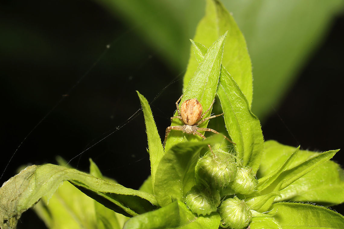 Philodromus sp.- Running Crab Spider Not sure on a species-level ID right now. At a meadowy forest edge. Geotagged,Spring,United States