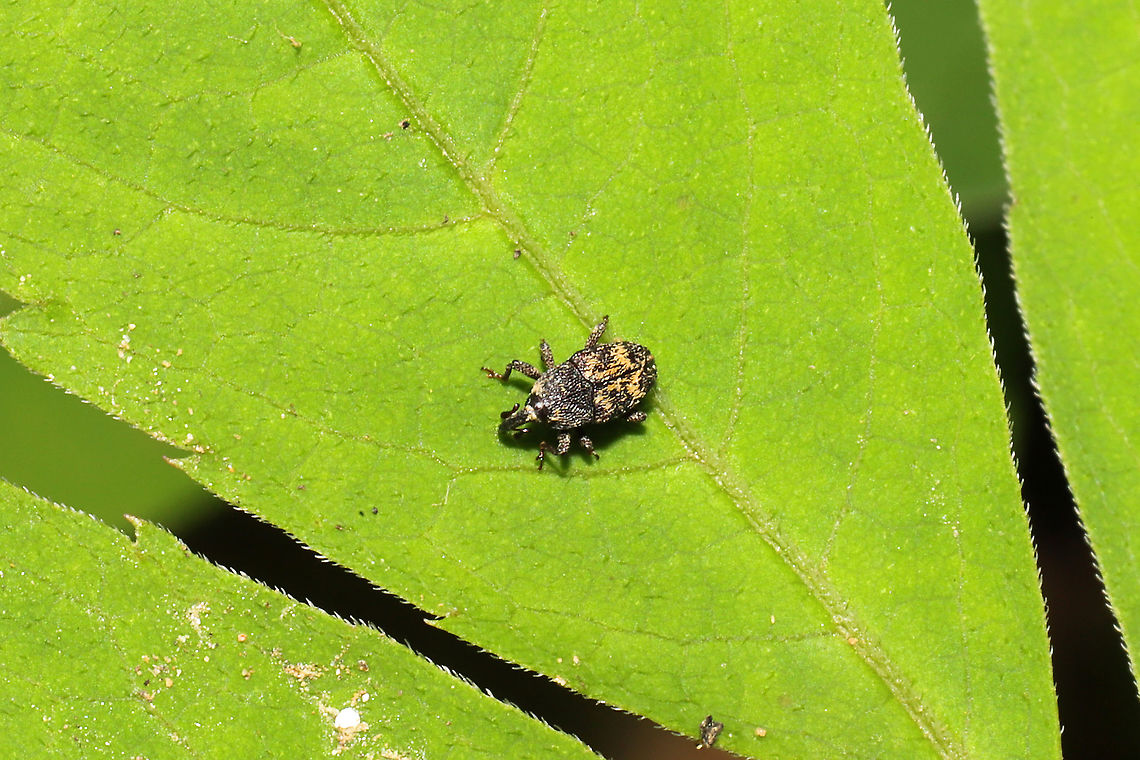 Glyptobaris lecontei Weevil found on Virginia Creeper (Parthenocissus quinquefolia)<br />
 Geotagged,Glyptobaris lecontei,Spring,United States