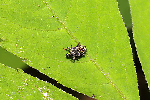Glyptobaris lecontei Weevil found on Virginia Creeper (Parthenocissus quinquefolia)
 Geotagged,Glyptobaris lecontei,Spring,United States