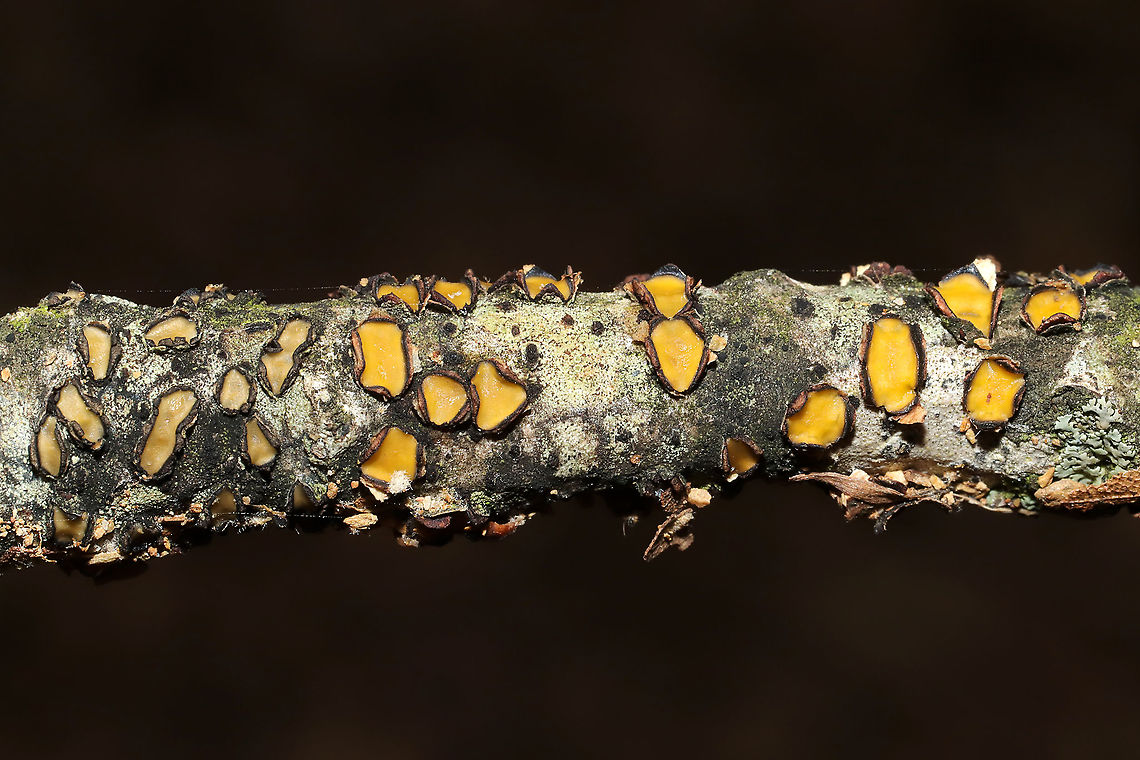 Coccomyces triangularis Yellow, disc-shaped fungus pushing through the bark of a hardwood twig/branch. At a mixed forest edge. Gordon County, GA, US. May 2021.<br />
<br />
Very rarely documented and a Georgia-first on iNaturalist and Mushroom Observer. Coccomyces triangularis,Geotagged,Spring,United States