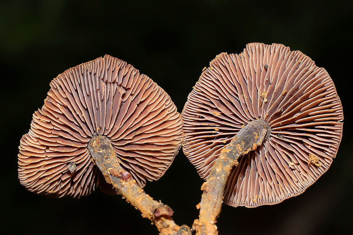 Gymnopus sp. Growing on a disturbed (washed out) ridgeside at a forest edge in Gordon County, Georgia, US. May 2021. Odor is pungent/unpleasant, like rotting cabbage. Tried to wash some of the mud off of the stipes, but it was a bit difficult! Any ID help is much appreciated!<br />
<figure class="photo"><a href="https://www.jungledragon.com/image/114811/gymnopus_sp.html" title="Gymnopus sp."><img src="https://s3.amazonaws.com/media.jungledragon.com/images/3231/114811_thumb.jpg?AWSAccessKeyId=05GMT0V3GWVNE7GGM1R2&Expires=1767225610&Signature=tI%2BnVG0O9Ha33uyL4kqeim7FBCc%3D" width="200" height="200" alt="Gymnopus sp. Growing on a disturbed (washed out) ridgeside at a forest edge in Gordon County, Georgia, US. May 2021. Odor is pungent/unpleasant, like rotting cabbage. Tried to wash some of the mud off of the stipes, but it was a bit difficult! Any ID help is much appreciated! <br />
https://www.jungledragon.com/image/114810/gymnopus_sp.html Geotagged,Spring,United States" /></a></figure> Geotagged,Spring,United States