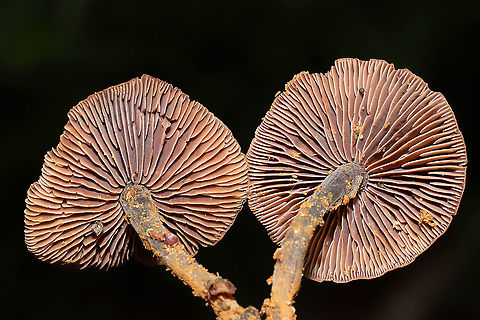 Gymnopus sp. Growing on a disturbed (washed out) ridgeside at a forest edge in Gordon County, Georgia, US. May 2021. Odor is pungent/unpleasant, like rotting cabbage. Tried to wash some of the mud off of the stipes, but it was a bit difficult! Any ID help is much appreciated!
https://www.jungledragon.com/image/114811/gymnopus_sp.html Geotagged,Spring,United States