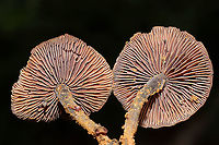 Gymnopus sp. Growing on a disturbed (washed out) ridgeside at a forest edge in Gordon County, Georgia, US. May 2021. Odor is pungent/unpleasant, like rotting cabbage. Tried to wash some of the mud off of the stipes, but it was a bit difficult! Any ID help is much appreciated!<br />
https://www.jungledragon.com/image/114811/gymnopus_sp.html Geotagged,Spring,United States