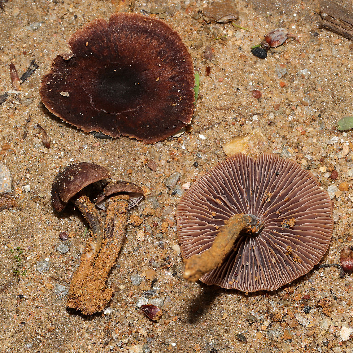 Gymnopus sp. Growing on a disturbed (washed out) ridgeside at a forest edge in Gordon County, Georgia, US. May 2021. Odor is pungent/unpleasant, like rotting cabbage. Tried to wash some of the mud off of the stipes, but it was a bit difficult! Any ID help is much appreciated! <br />
<figure class="photo"><a href="https://www.jungledragon.com/image/114810/gymnopus_sp.html" title="Gymnopus sp."><img src="https://s3.amazonaws.com/media.jungledragon.com/images/3231/114810_thumb.jpg?AWSAccessKeyId=05GMT0V3GWVNE7GGM1R2&Expires=1767225610&Signature=oSPLztHa%2B1zxEhjkpdhZILh87Hc%3D" width="200" height="134" alt="Gymnopus sp. Growing on a disturbed (washed out) ridgeside at a forest edge in Gordon County, Georgia, US. May 2021. Odor is pungent/unpleasant, like rotting cabbage. Tried to wash some of the mud off of the stipes, but it was a bit difficult! Any ID help is much appreciated!<br />
https://www.jungledragon.com/image/114811/gymnopus_sp.html Geotagged,Spring,United States" /></a></figure> Geotagged,Spring,United States