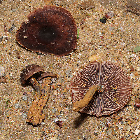 Gymnopus sp. Growing on a disturbed (washed out) ridgeside at a forest edge in Gordon County, Georgia, US. May 2021. Odor is pungent/unpleasant, like rotting cabbage. Tried to wash some of the mud off of the stipes, but it was a bit difficult! Any ID help is much appreciated! 
https://www.jungledragon.com/image/114810/gymnopus_sp.html Geotagged,Spring,United States
