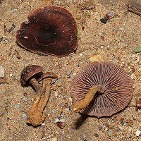 Gymnopus sp. Growing on a disturbed (washed out) ridgeside at a forest edge in Gordon County, Georgia, US. May 2021. Odor is pungent/unpleasant, like rotting cabbage. Tried to wash some of the mud off of the stipes, but it was a bit difficult! Any ID help is much appreciated! <br />
https://www.jungledragon.com/image/114810/gymnopus_sp.html Geotagged,Spring,United States