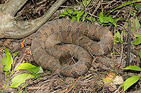 Midland Watersnake (Nerodia sipedon pleuralis) This beauty was chilling at the edge of a pond/swamp near a woodland trail in Murray County, Georgia, US. May 2021.<br />
https://www.jungledragon.com/image/114874/midland_watersnake_nerodia_sipedon_pleuralis.html Geotagged,Nerodia sipedon pleuralis,Spring,United States