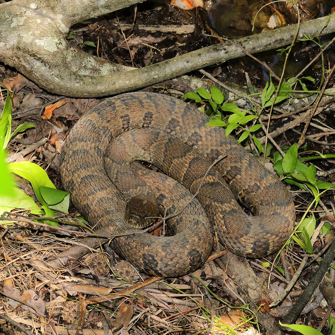 Midland Watersnake (Nerodia sipedon pleuralis) This beauty was chilling at the edge of a pond/swamp near a woodland trail in Murray County, Georgia, US. May 2021.<br />
<figure class="photo"><a href="https://www.jungledragon.com/image/114873/midland_watersnake_nerodia_sipedon_pleuralis.html" title="Midland Watersnake (Nerodia sipedon pleuralis)"><img src="https://s3.amazonaws.com/media.jungledragon.com/images/3231/114873_thumb.jpg?AWSAccessKeyId=05GMT0V3GWVNE7GGM1R2&Expires=1759968010&Signature=2EMsoM0lyV%2BFXFy8vku83940KP4%3D" width="200" height="134" alt="Midland Watersnake (Nerodia sipedon pleuralis) This beauty was chilling at the edge of a pond/swamp near a woodland trail in Murray County, Georgia, US. May 2021.<br />
https://www.jungledragon.com/image/114874/midland_watersnake_nerodia_sipedon_pleuralis.html Geotagged,Nerodia sipedon pleuralis,Spring,United States" /></a></figure> Geotagged,Midland Watersnake,Nerodia sipedon pleuralis,Spring,United States