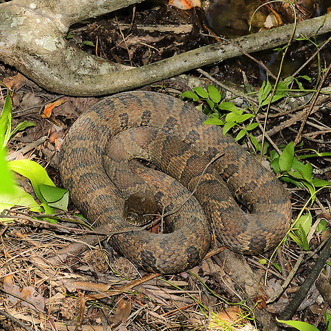 Midland Watersnake (Nerodia sipedon pleuralis) This beauty was chilling at the edge of a pond/swamp near a woodland trail in Murray County, Georgia, US. May 2021.
https://www.jungledragon.com/image/114873/midland_watersnake_nerodia_sipedon_pleuralis.html Geotagged,Midland Watersnake,Nerodia sipedon pleuralis,Spring,United States
