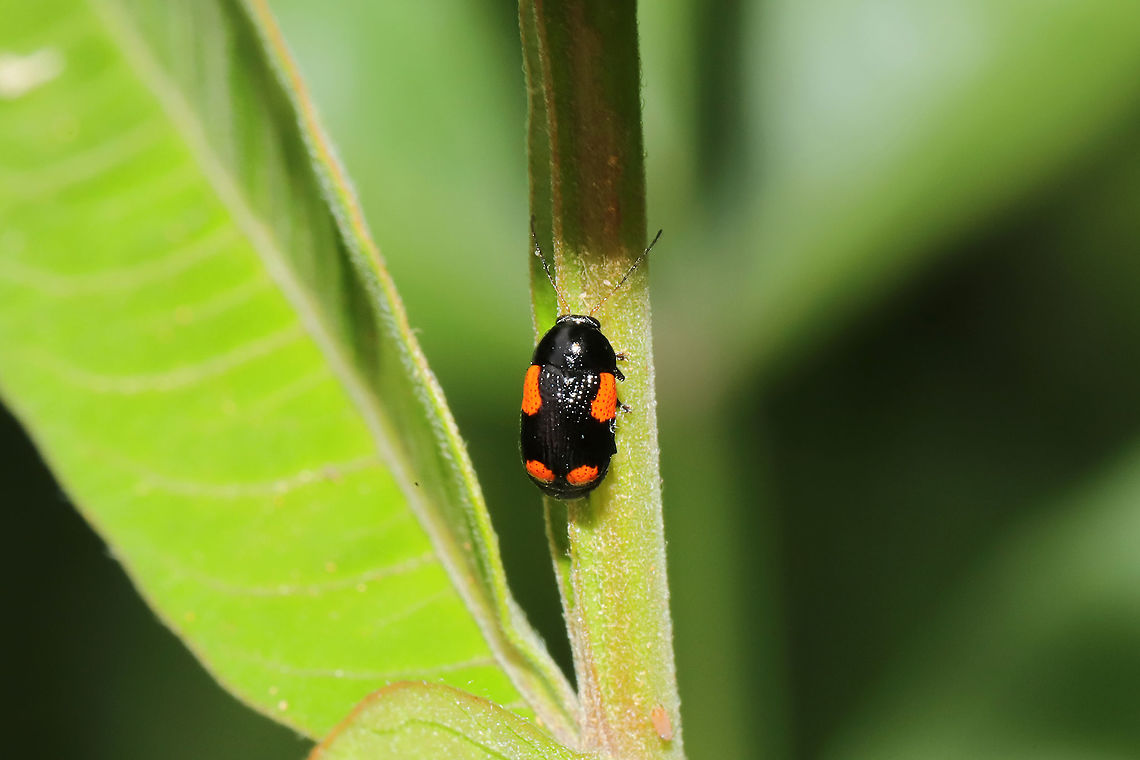 Black and Red Sumac Leaf Beetle (Cryptocephalus quadruplex) This beetle is abundant on the Winged Sumac (Rhus copallinum) in my yard!<br />
 Cryptocephalus quadruplex,Geotagged,Spring,United States