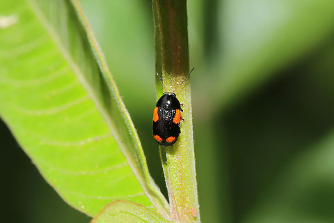 Black and Red Sumac Leaf Beetle (Cryptocephalus quadruplex) This beetle is abundant on the Winged Sumac (Rhus copallinum) in my yard!
 Cryptocephalus quadruplex,Geotagged,Spring,United States