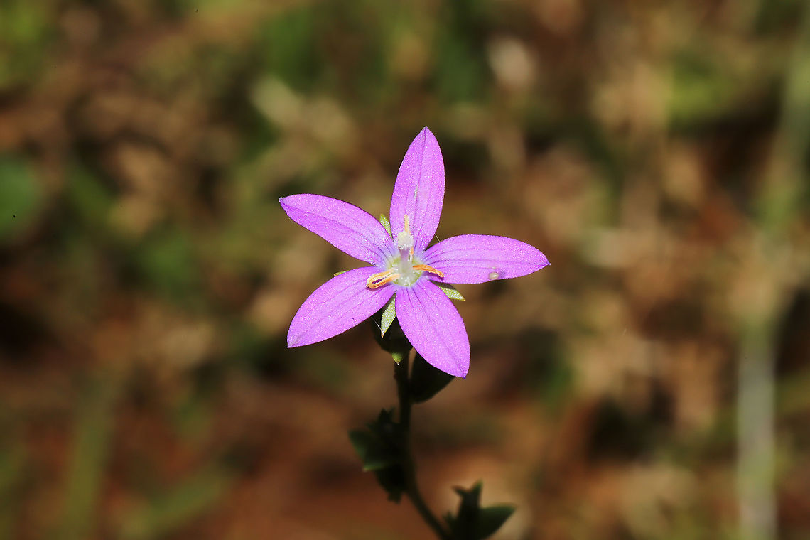 Clasping Venus's Looking Glass (Triodanis perfoliata) Growing at a meadowy, disturbed edge of a mixed forest.<br />
 Clasping Venus's Looking Glass,Geotagged,Spring,Triodanis perfoliata,United States