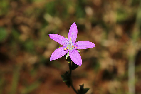 Clasping Venus's Looking Glass (Triodanis perfoliata) Growing at a meadowy, disturbed edge of a mixed forest.
 Clasping Venus's Looking Glass,Geotagged,Spring,Triodanis perfoliata,United States