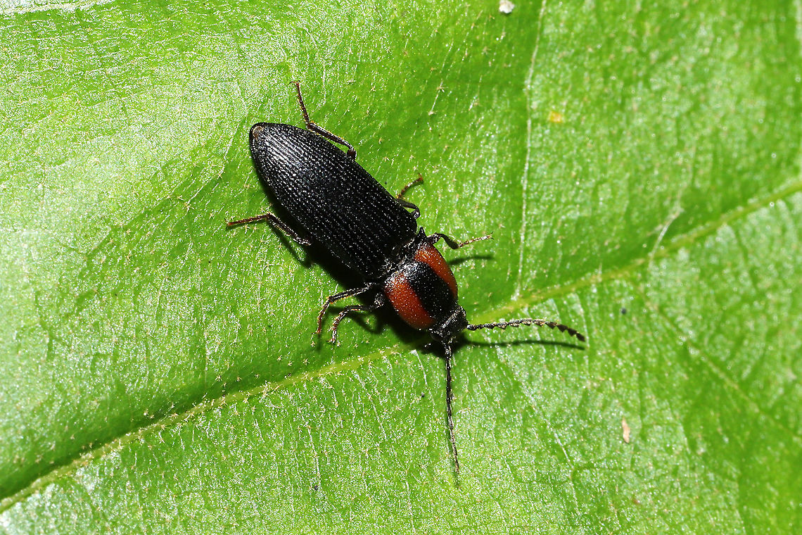 Ex-Ctenicera signaticollis Click beetle on a sourwood sapling in a mixed forest understory.<br />
 Ctenicera signaticollis,Geotagged,Spring,United States