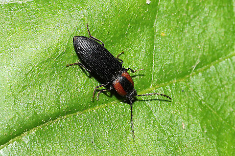 Ex-Ctenicera signaticollis Click beetle on a sourwood sapling in a mixed forest understory.
 Ctenicera signaticollis,Geotagged,Spring,United States