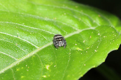 Putnam's Jumping Spider (Phidippus putnami) - Juvenile At a disturbed mixed forest edge, on foliage.

I had a long conversation/interaction with this cutie. It kept jumping on my  hand and jumping back on the foliage. I would like to think this is one of the young spiders that I cared for over fall/winter, but of course I can't confirm that!
https://www.jungledragon.com/image/114969/putnams_jumping_spider_phidippus_putnami.html

My fall/winter guests last year:
https://www.jungledragon.com/image/103866/phidippus_putnami_baby.html
https://www.jungledragon.com/image/102598/phidippus_putnami_mommy.html Geotagged,Phidippus putnami,Putnam's Jumping Spider,Spring,United States