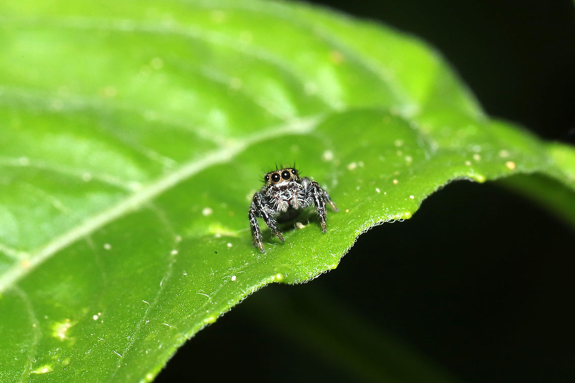Putnam's Jumping Spider (Phidippus putnami) - Juvenile At a disturbed mixed forest edge, on foliage.<br />
<figure class="photo"><a href="https://www.jungledragon.com/image/114968/putnams_jumping_spider_phidippus_putnami_-_juvenile.html" title="Putnam&#039;s Jumping Spider (Phidippus putnami) - Juvenile"><img src="https://s3.amazonaws.com/media.jungledragon.com/images/3231/114968_thumb.jpg?AWSAccessKeyId=05GMT0V3GWVNE7GGM1R2&Expires=1767225610&Signature=agD%2FWNH5SToVMxLK8%2BFaxTvCyQ8%3D" width="200" height="134" alt="Putnam&#039;s Jumping Spider (Phidippus putnami) - Juvenile At a disturbed mixed forest edge, on foliage.<br />
<br />
I had a long conversation/interaction with this cutie. It kept jumping on my  hand and jumping back on the foliage. I would like to think this is one of the young spiders that I cared for over fall/winter, but of course I can&#039;t confirm that!<br />
https://www.jungledragon.com/image/114969/putnams_jumping_spider_phidippus_putnami.html<br />
<br />
My fall/winter guests last year:<br />
https://www.jungledragon.com/image/103866/phidippus_putnami_baby.html<br />
https://www.jungledragon.com/image/102598/phidippus_putnami_mommy.html Geotagged,Phidippus putnami,Putnam&#039;s Jumping Spider,Spring,United States" /></a></figure><br />
<br />
I had a long conversation/interaction with this cutie. It kept jumping on my hand and jumping back on the foliage. I would like to think this is one of the young spiders that I cared for over fall/winter, but of course I can&#039;t confirm that!<br />
<br />
<br />
My fall/winter guests last year:<br />
<figure class="photo"><a href="https://www.jungledragon.com/image/103866/phidippus_putnami_baby.html" title="Phidippus putnami baby"><img src="https://s3.amazonaws.com/media.jungledragon.com/images/3231/103866_thumb.jpg?AWSAccessKeyId=05GMT0V3GWVNE7GGM1R2&Expires=1767225610&Signature=tWIpGI7grQN1biqVLYd0ZJfX1kU%3D" width="200" height="134" alt="Phidippus putnami baby I haven&#039;t seen Mama spider around, but the babies seem to be doing well. They have molted at least once (look within the nest for evidence). <br />
https://www.jungledragon.com/image/103865/phidippus_putnami_babies.html<br />
<br />
Photos from nearly a month ago:<br />
https://www.jungledragon.com/image/102598/phidippus_putnami_mommy.html Fall,Geotagged,Phidippus putnami,Putnam&#039;s Jumping Spider,United States" /></a></figure><br />
<figure class="photo"><a href="https://www.jungledragon.com/image/102598/phidippus_putnami_mommy.html" title="Phidippus putnami Mommy"><img src="https://s3.amazonaws.com/media.jungledragon.com/images/3231/102598_thumb.jpg?AWSAccessKeyId=05GMT0V3GWVNE7GGM1R2&Expires=1767225610&Signature=qXPTSNVOhLzaDt0chADnQnHmsZY%3D" width="200" height="134" alt="Phidippus putnami Mommy With the pandemic, my husband and I have been leaving items we have purchased on our front porch for a few days. I left a dog treat pouch on the top of our outdoor refrigerator for around a week, and went to retrieve it this afternoon. My hand immediately felt a patch of spider silk on the interior of the bag, and I decided to take a closer look. Mama spider was seemingly guarding her spiderlings. She circled them cautiously until I closed the bag back and put her back in her original location.<br />
https://www.jungledragon.com/image/102601/unknown_salticid_mommy.html<br />
https://www.jungledragon.com/image/102600/unknown_salticid_mommy.html<br />
https://www.jungledragon.com/image/102599/unknown_salticid_mommy.html Fall,Geotagged,Phidippus comatus,Phidippus putnami,Putnam&#039;s Jumping Spider,United States" /></a></figure> Geotagged,Phidippus putnami,Putnam's Jumping Spider,Spring,United States