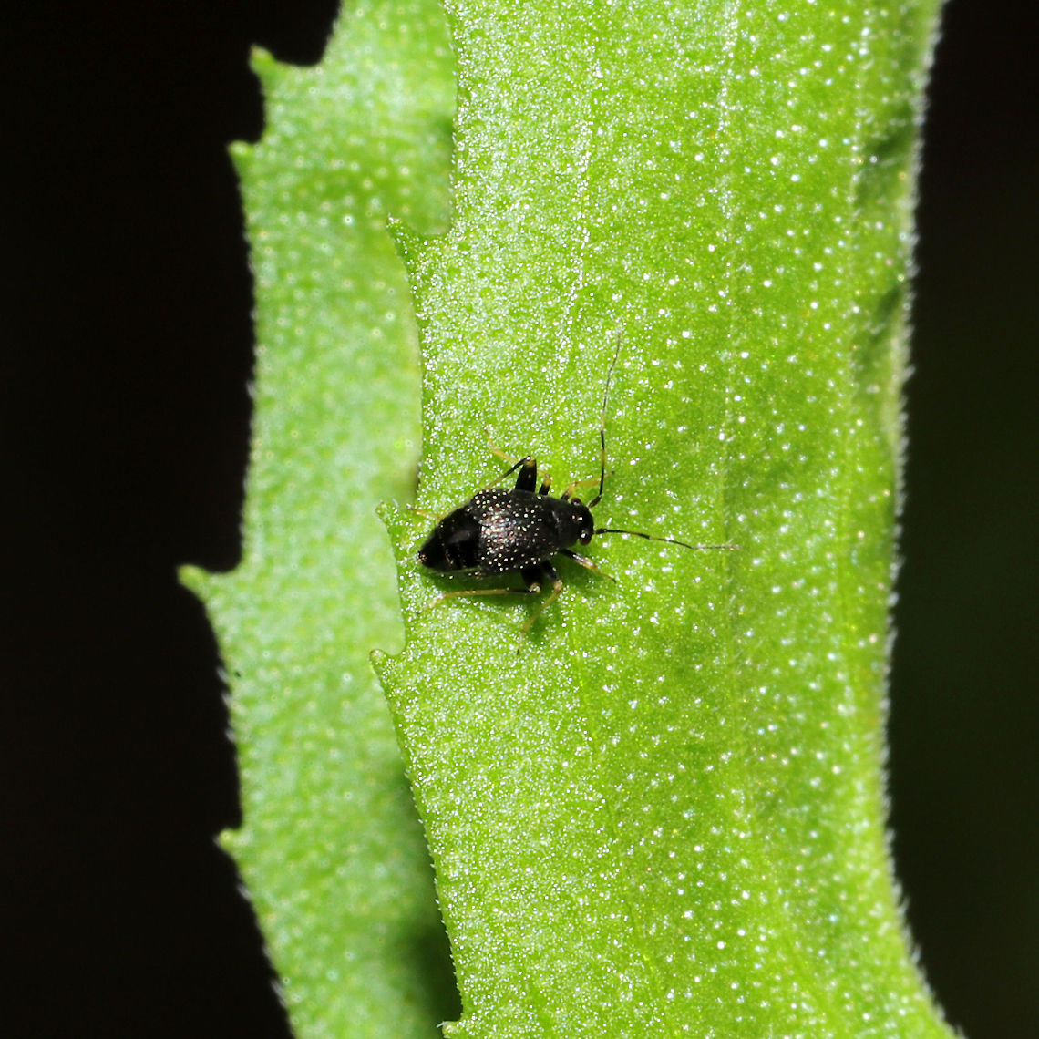 Microtechnites bractatus? In a raised garden bed at a mixed forest edge.<br />
 Geotagged,Microtechnites bractatus,Spring,United States