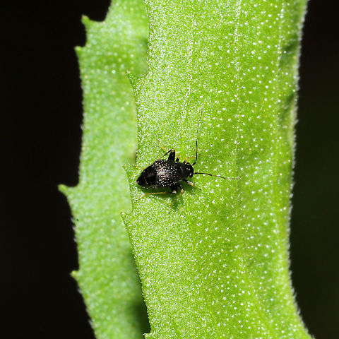 Microtechnites bractatus? In a raised garden bed at a mixed forest edge.
 Geotagged,Microtechnites bractatus,Spring,United States