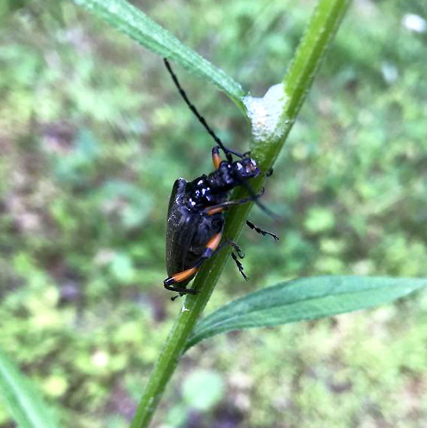 Stenocorus schaumii? Jason found and photographed this at a meadowy woodland edge. <br />
 Geotagged,Stenocorus schaumii,United States