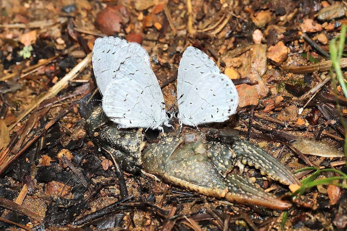 Celastrina sp. on Cambarus sp. Butterflies nectaring on a dead crayfish at a mixed forest edge. Near a vernal pool and seasonal stream.<br />
<br />
Separate observation for crayfish:<br />
<figure class="photo"><a href="https://www.jungledragon.com/image/115004/cambarus_latimanus_or_striatus.html" title="Cambarus latimanus or striatus"><img src="https://s3.amazonaws.com/media.jungledragon.com/images/3231/115004_thumb.jpg?AWSAccessKeyId=05GMT0V3GWVNE7GGM1R2&Expires=1759968010&Signature=wi%2FDgOIcraNGTeoOYUFIoXQ1%2Fqs%3D" width="102" height="152" alt="Cambarus latimanus or striatus Remains of a crayfish in a vernal pool on a dirt road near a mixed forest edge (and a seasonal stream). Cannot narrow down the ID as the carapace was missing entirely. Celastrina sp. were nectaring on it: Geotagged,Spring,United States" /></a></figure> Geotagged,Spring,United States