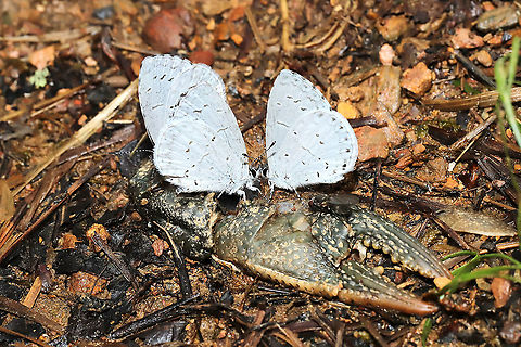 Celastrina sp. on Cambarus sp. Butterflies nectaring on a dead crayfish at a mixed forest edge. Near a vernal pool and seasonal stream.

Separate observation for crayfish:
https://www.jungledragon.com/image/115004/cambarus_latimanus_or_striatus.html Geotagged,Spring,United States