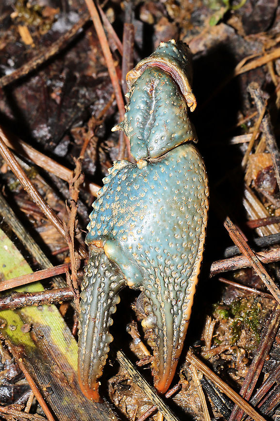 Cambarus latimanus or striatus Remains of a crayfish in a vernal pool on a dirt road near a mixed forest edge (and a seasonal stream). Cannot narrow down the ID as the carapace was missing entirely. Celastrina sp. were nectaring on it: Geotagged,Spring,United States