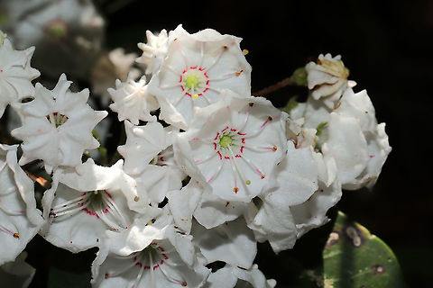 Mountain Laurel (Kalmia latifolia) On a woodland trail, near a pond/swamp.
https://www.jungledragon.com/image/115010/mountain_laurel_kalmia_latifolia.html Geotagged,Kalmia latifolia,Mountain-laurel,Spring,United States