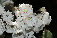 Mountain Laurel (Kalmia latifolia) On a woodland trail, near a pond/swamp.<br />
https://www.jungledragon.com/image/115010/mountain_laurel_kalmia_latifolia.html Geotagged,Kalmia latifolia,Mountain-laurel,Spring,United States